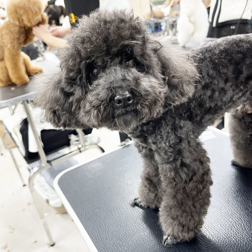 ２年生はお客様の愛犬をトリミング♪②